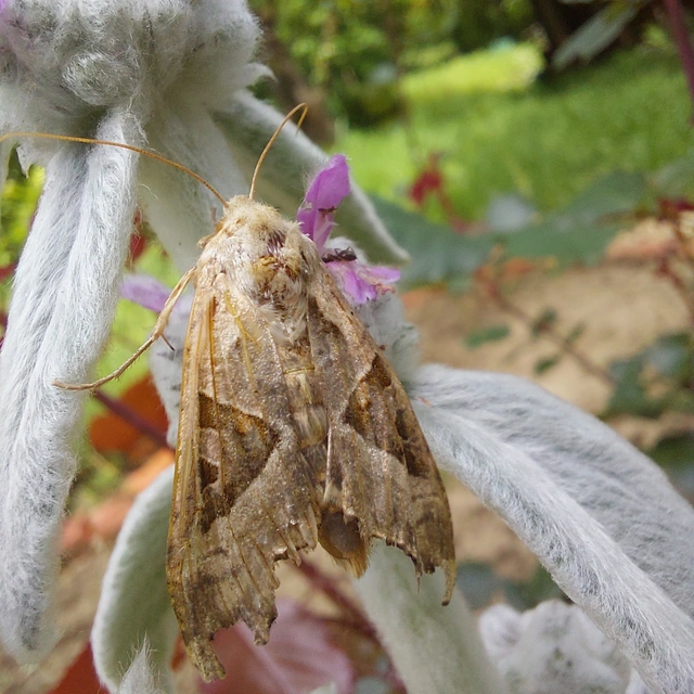 Phlogophora meticulosa - vándorló csipkésbagoly