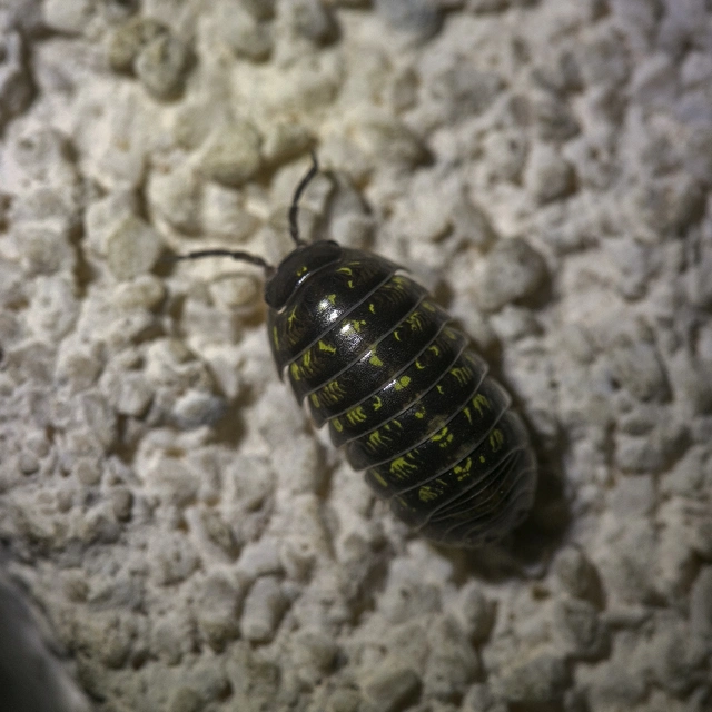 Isopoda - Ászkarákok