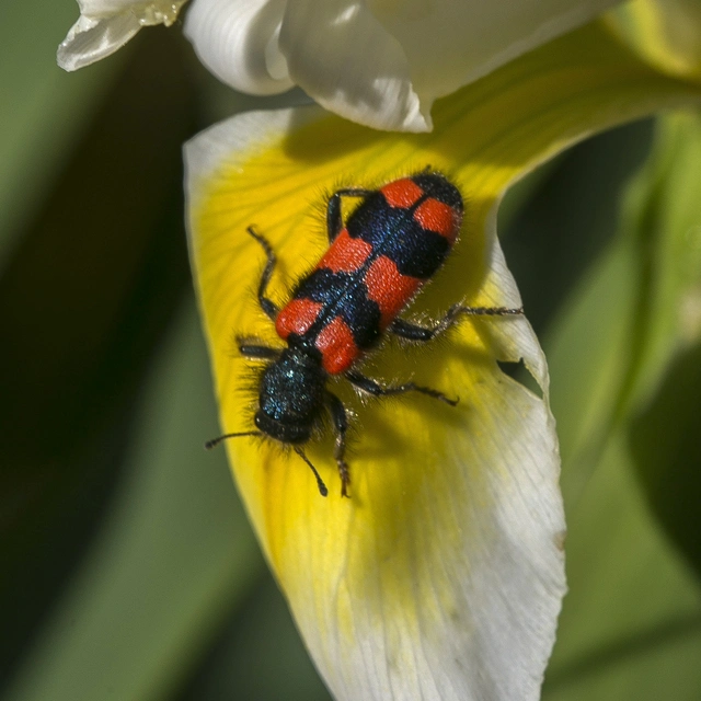Trichodes favarius - hatfoltos méhészbogár