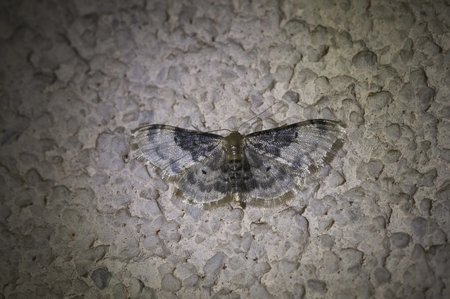 Idaea filicata - sötéttövű apróaraszoló