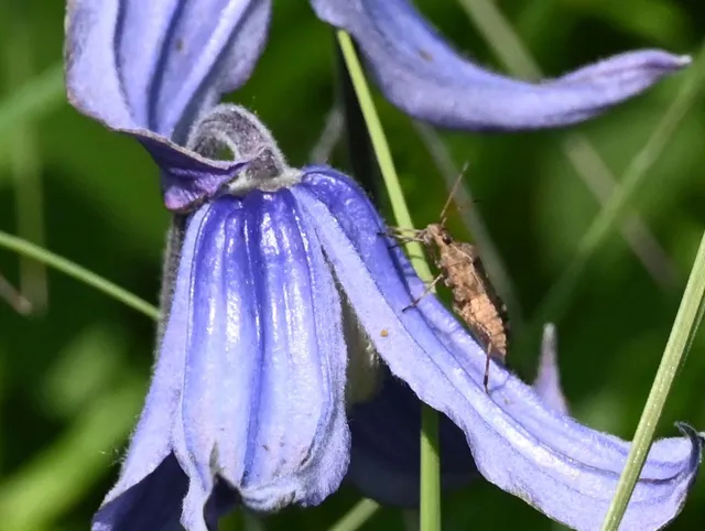 Halyomorpha halys - ázsiai márványospoloska