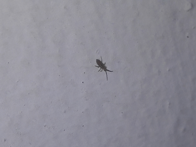 Collembola - Ugróvillások
