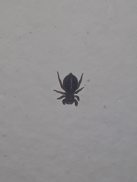 Salticidae - ugrópókok