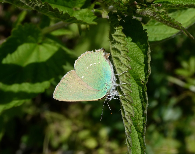 Callophrys rubi - zöldfonákú lepke