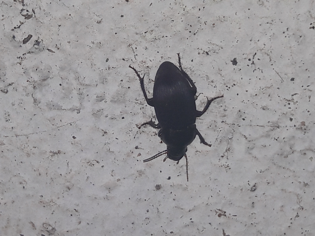 Harpalus