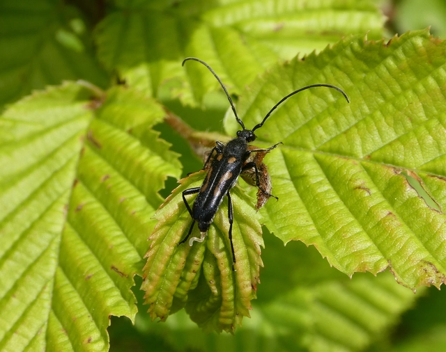 Anoplodera sexguttata - foltos virágcincér