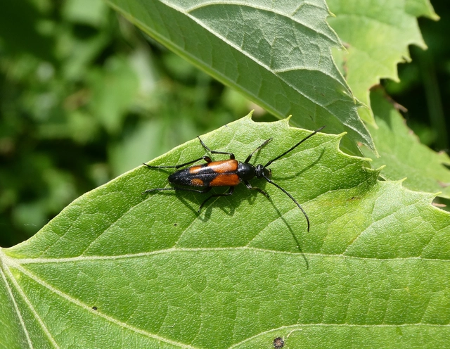 Stenurella bifasciata - kétöves karcsúcincér