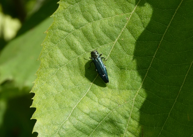 Agrilus biguttatus - kétpettyes karcsúdíszbogár