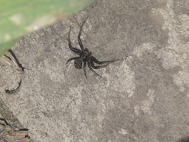Xysticus