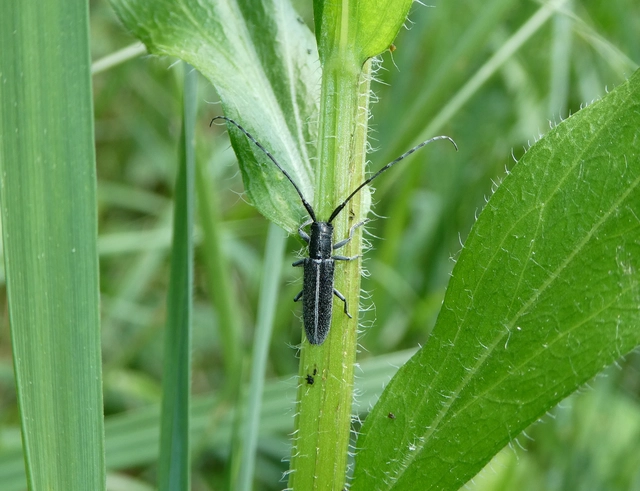 Agapanthia cardui - sávos bogáncscincér