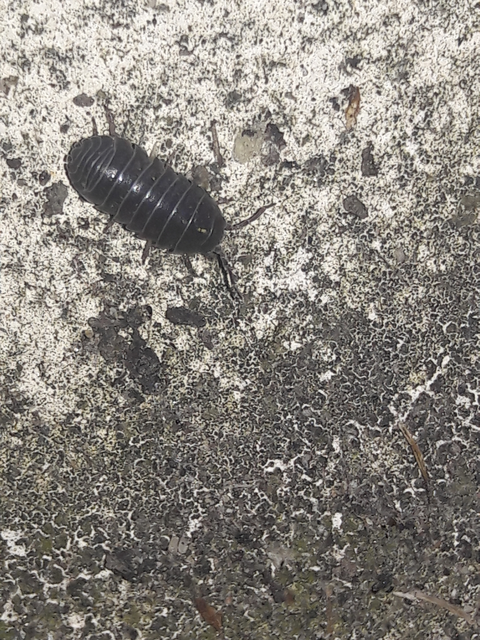 Isopoda - Ászkarákok