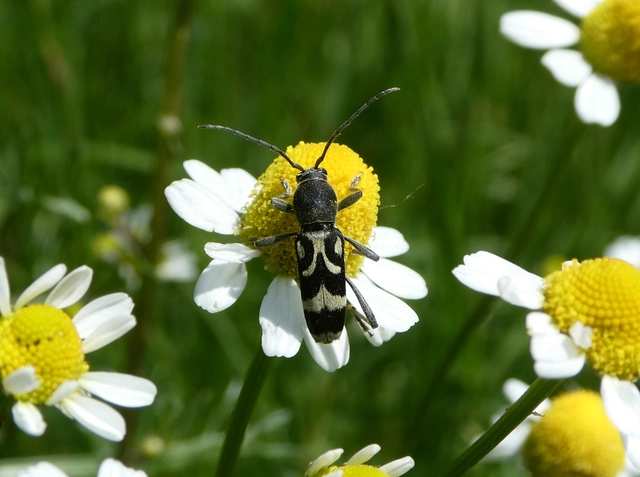 Chlorophorus figuratus - rajzos darázscincér