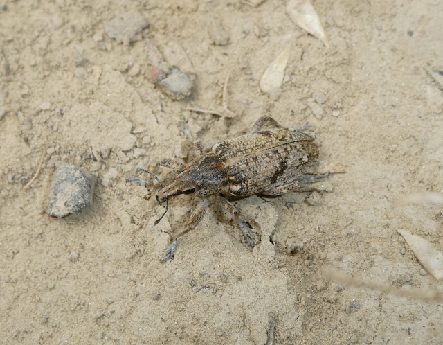Asproparthenis punctiventris - lisztes répabarkó