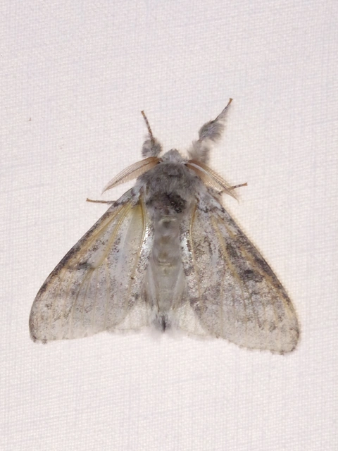 Calliteara pudibunda - hamvasszövő