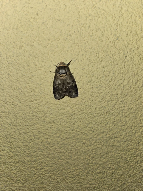 Cossus cossus - fűzfarontólepke