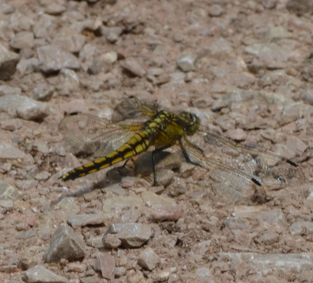 Orthetrum cancellatum - feketefarkú pásztorszitakötő