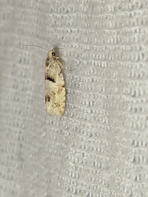 Epinotia bilunana - félholdas tükrösmoly