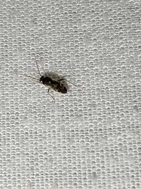 Polymerus Polymerus