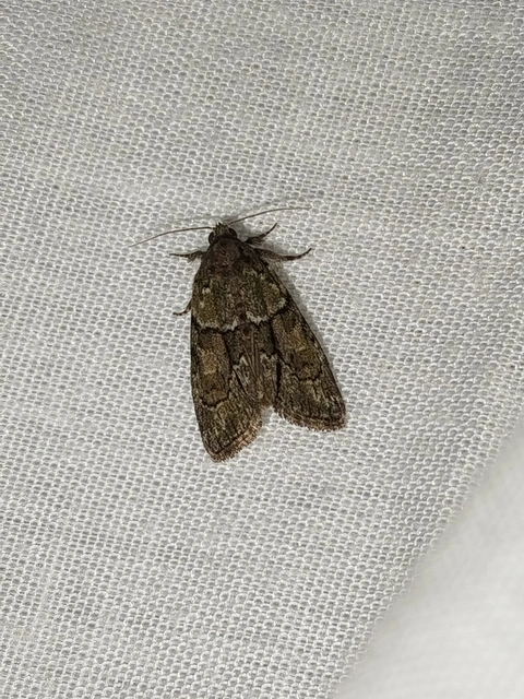 Cryphia fraudatricula - homoki zuzmóbagoly