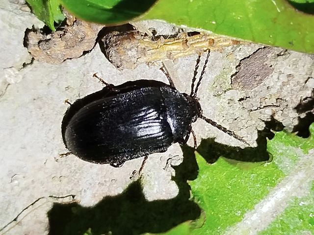 Prionychus ater - sötét alkonybogár