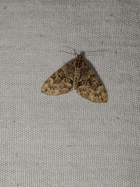 Thera variata/britannica