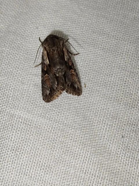 Chloantha hyperici - orbáncfű-sugarasbagoly
