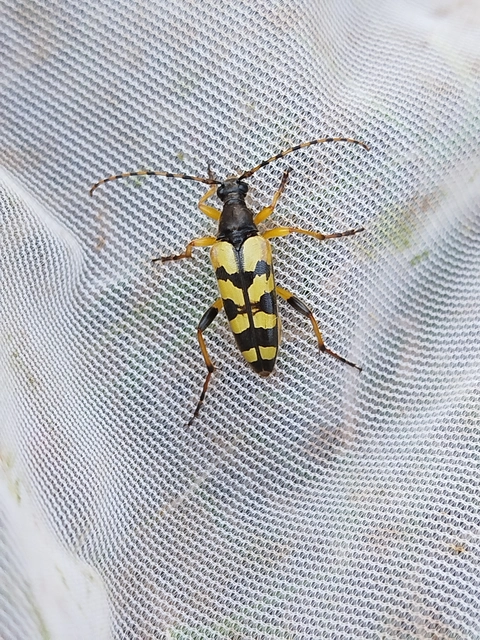 Rutpela maculata - tarkacsápú karcsúcincér