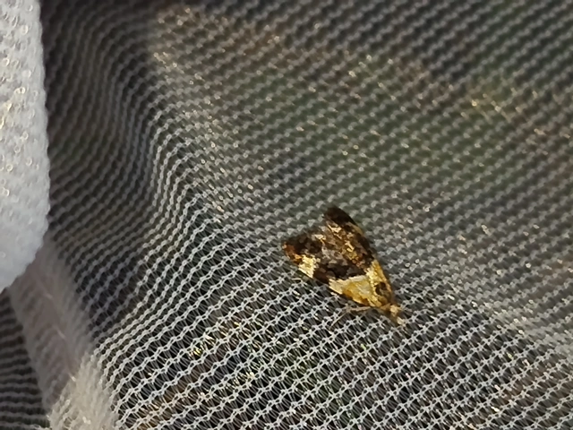 Phtheochroa schreibersiana - májusfa-fúrómoly