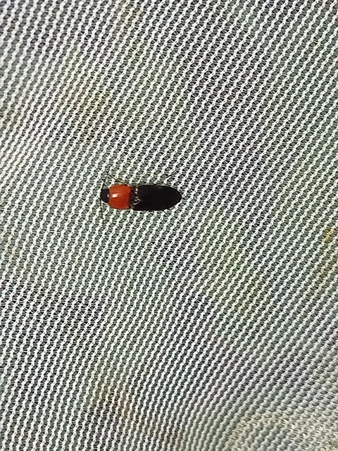 Cardiophorus gramineus - pirosnyakú szívespattanó