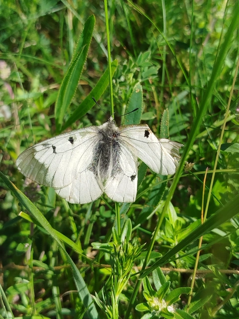 Parnassius mnemosyne - kis apollólepke