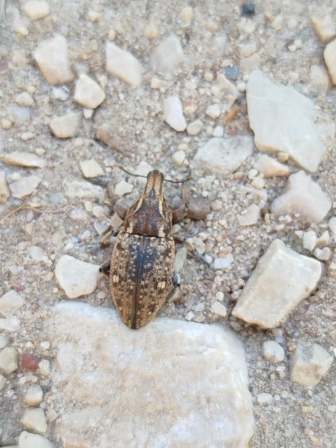 Leucophyes pedestris - négypettyes barkó