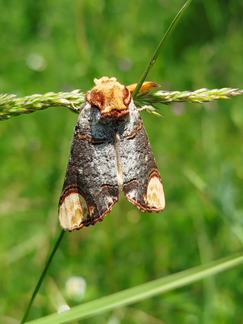 Phalera bucephala - sárgafoltos púposszövő