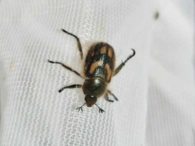 Anisoplia erichsoni - foltosszárnyú szipoly