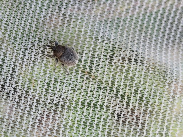 Rhinusa tetra - magtoklakó ökörfarkkóró-ormányos