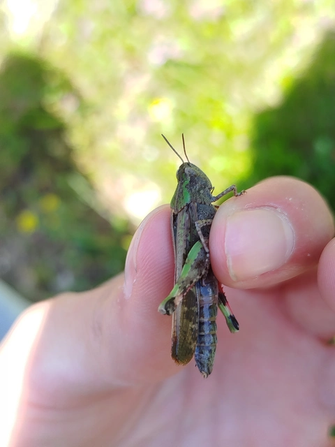Aiolopus strepens - déli áttelelősáska