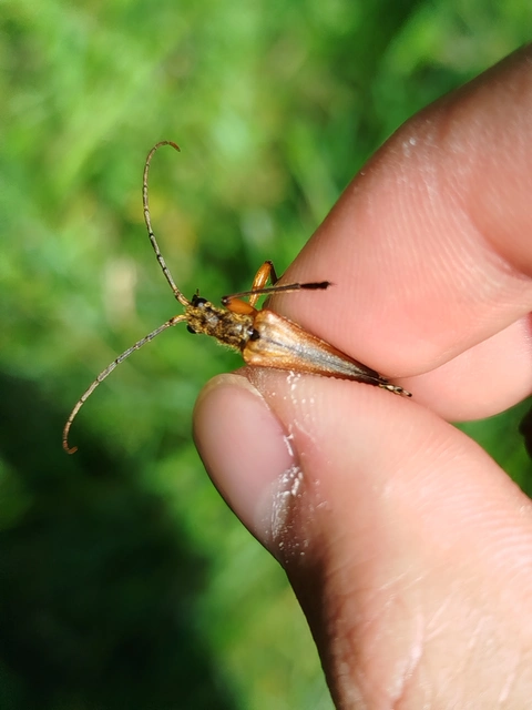 Stenocorus meridianus - fűz-gyökércincér