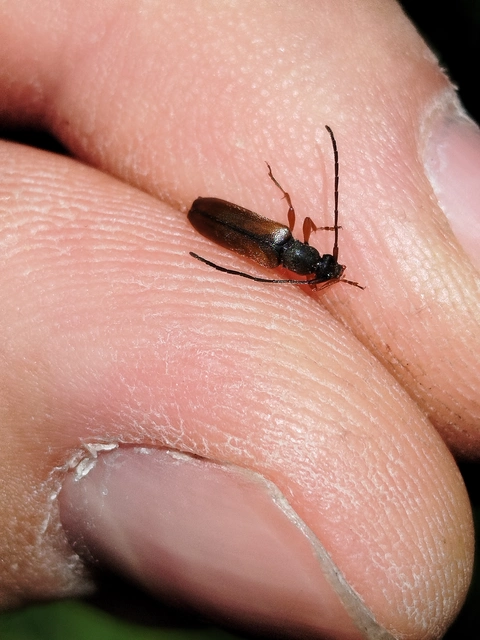 Alosterna tabacicolor - barna juharcincér Alosterna tabacicolor - barna juharcincér