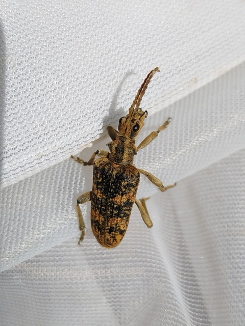 Rhagium sycophanta - tölgyes-tövisescincér