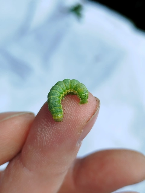 Orthosia cruda - kis barkabagoly