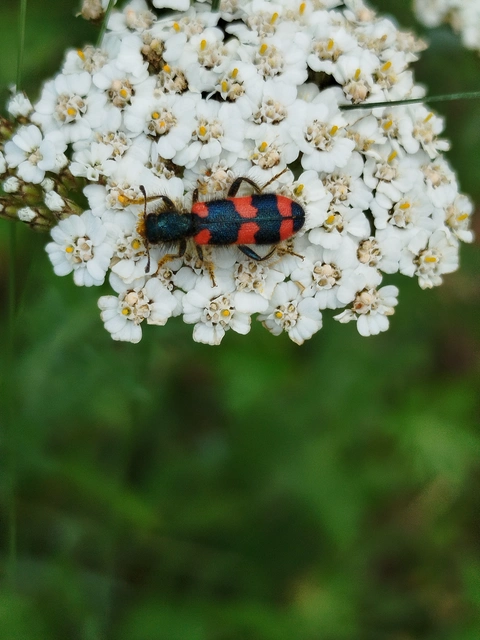 Trichodes favarius - hatfoltos méhészbogár