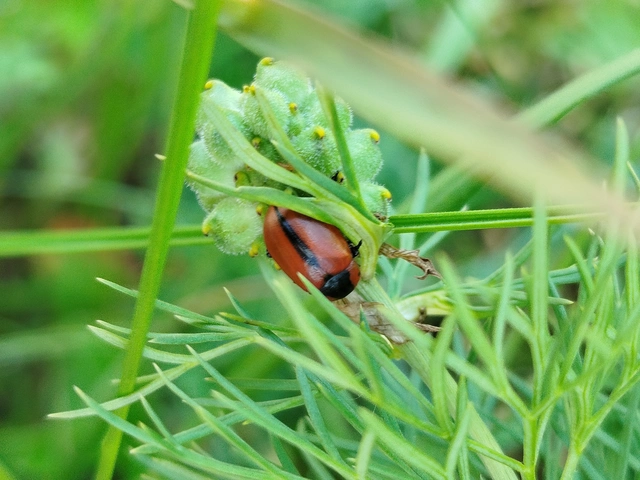 Entomoscelis dorsalis - hérics-honvédbogár