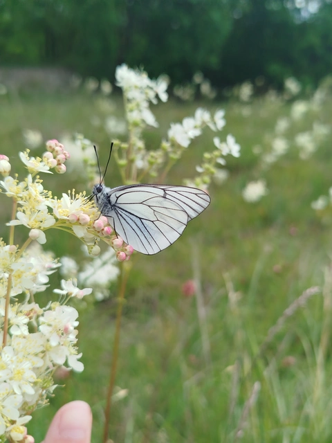 Aporia crataegi - galagonyalepke