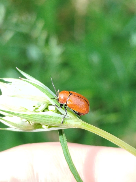Cryptocephalus coryli - mogyoró-zömökbogár