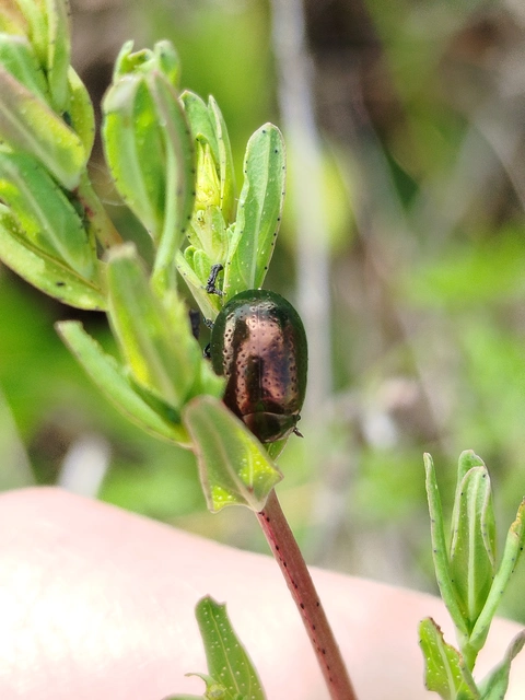 Chrysolina hyperici - zöld orbáncfűlevelész