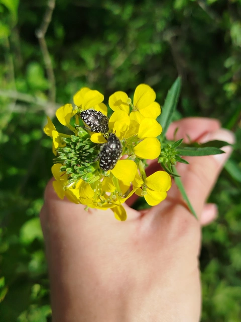 Oxythyrea funesta - sokpettyes virágbogár