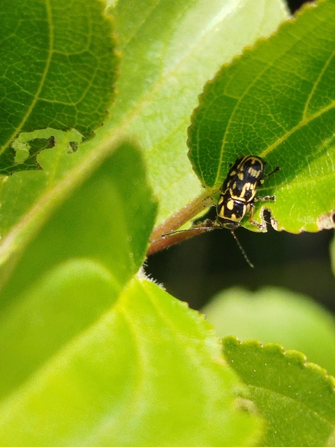 Pachybrachis
