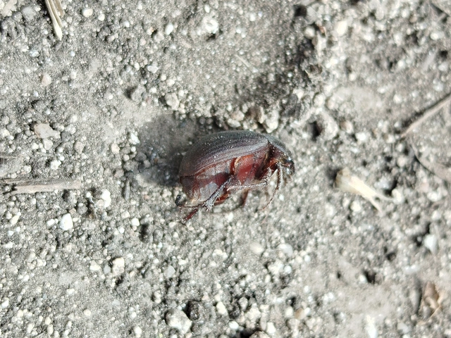 Maladera holosericea - bársonyos kiscserebogár