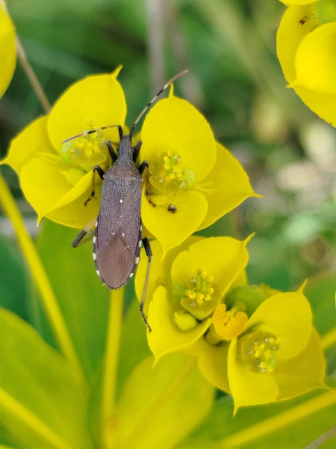 Dicranocephalus