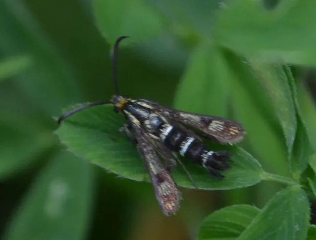 Sesiidae - szitkárfélék