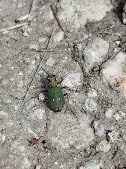Cicindela campestris - mezei homokfutrinka